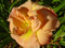 thm_Arriba%202005-thumb.jpg