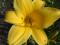 thm_Artistic Trim 2005-thumb.jpg