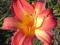 thm_Chipper Cherry 2005-thumb.jpg