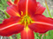 thm_Circus Wheel 2005-thumb.jpg