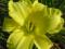 thm_Laura Ingalls 2005-thumb.jpg