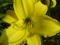 thm_Lemon Crisp 2005-thumb.jpg