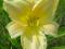 thm_Lemon Mint 2005-thumb.jpg