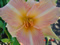 thm_Martha Custiss 2005-thumb.jpg