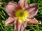 thm_Misty Lavender 2008-thumb.jpg