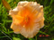 thm_Pixie Parasol 2008-thumb.jpg