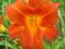 thm_Prairie Chief 2005-thumb.jpg