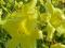 thm_Prairie Moonlight 2005-thumb.jpg