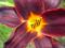 thm_Root Beer 2005-thumb.jpg