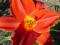 thm_Tanager 2005-thumb.jpg