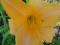 thm_Tet Mary Kirk 2005-thumb.jpg