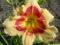 thm_Todd Monroe 2005-thumb.jpg