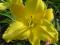 thm_Velma's Wow 2005-thumb.jpg